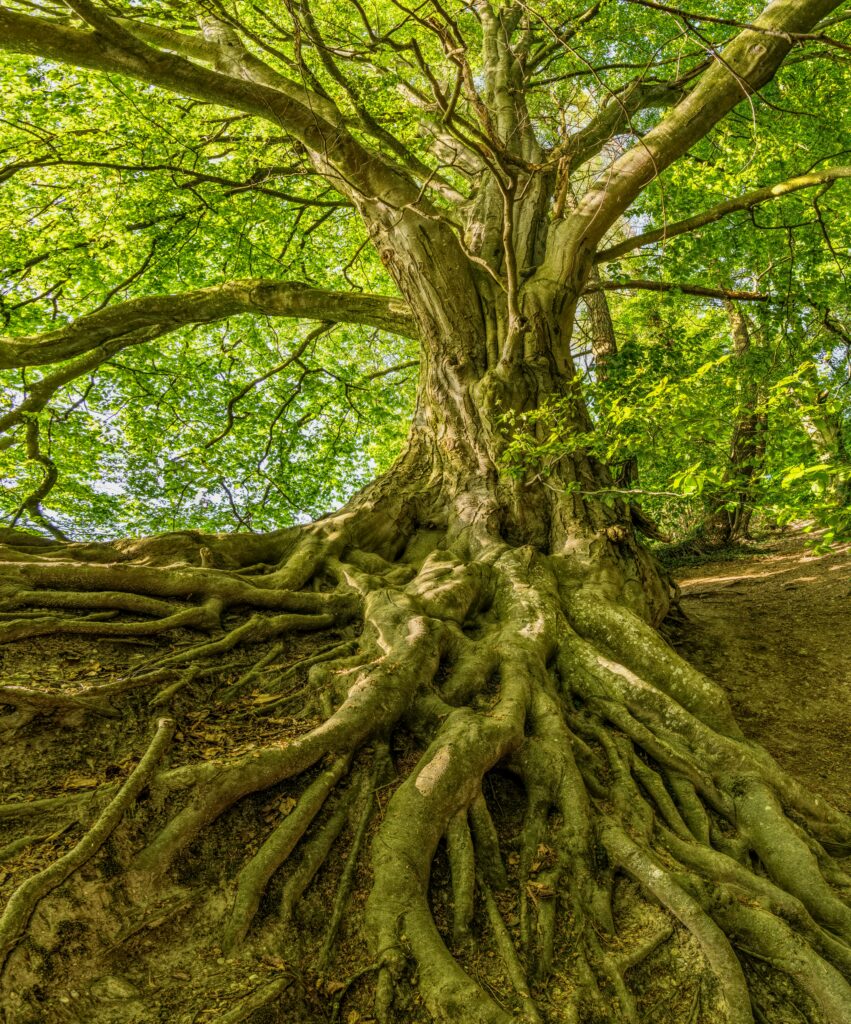 Arbre homéopathie